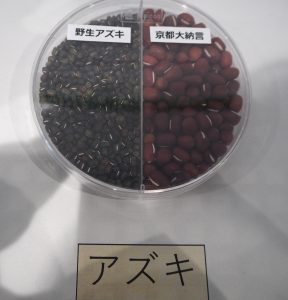 野生小豆と、大納言小豆の、粒の大きさの違いがひとめでわかる展示。左側は、小豆の直接の祖先です。これを古代人が栽培しているうちに、いまの小豆へと変化してきました。
