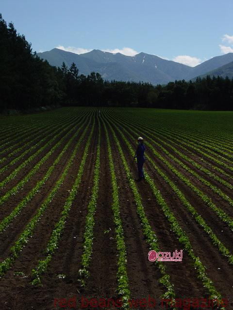 なぜ十勝が小豆の産地なの？