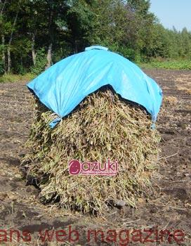 小豆の乾燥に最適！「にお」とは？