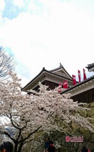 上田城跡の桜
