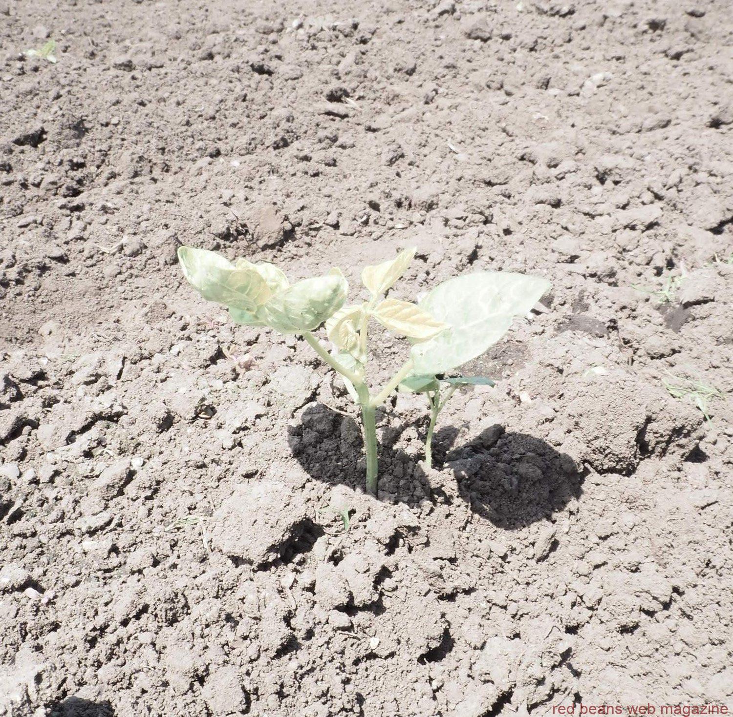 小豆畑の若い芽。北海道十勝の小豆農家さん６月の様子です。