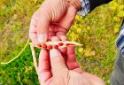 京菓子をささえる気持ち。地産地製の「ふじ幸」。